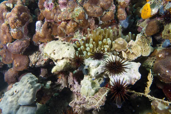Close up view of a brown, pink, white, yellow, and blue coral reef with many different shapes. Six brown sea urchins are resting on the reef.