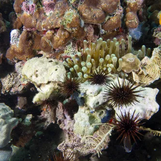 Close up view of a brown, pink, white, yellow, and blue coral reef with many different shapes. Six brown sea urchins are resting on the reef.