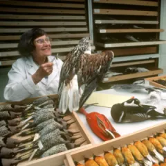 Behind the Science with Forensic Ornithologist Carla Dove and the Feather Identification Lab Past and Present