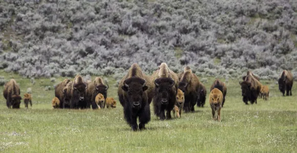 A herd of bison