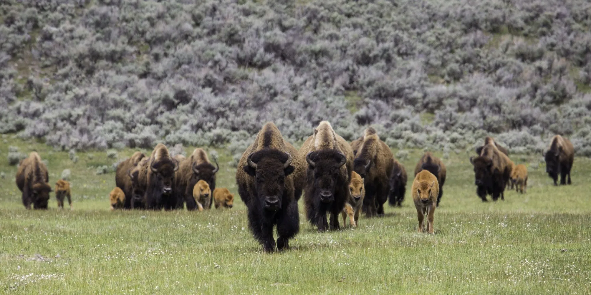 A herd of bison