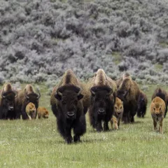 A herd of bison