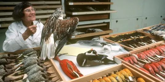 Behind the Science with Forensic Ornithologist Carla Dove and the Feather Identification Lab Past and Present