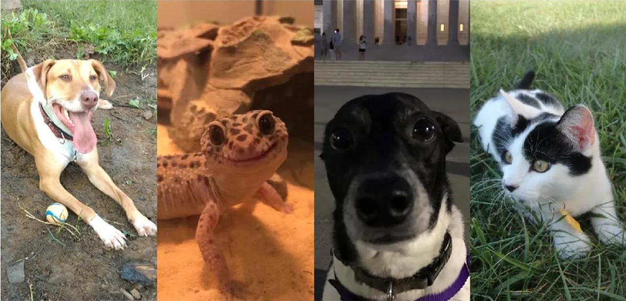 Play Date at NMNH: Playful Pets