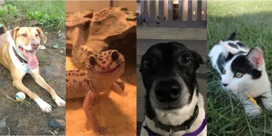 Play Date at NMNH: Playful Pets