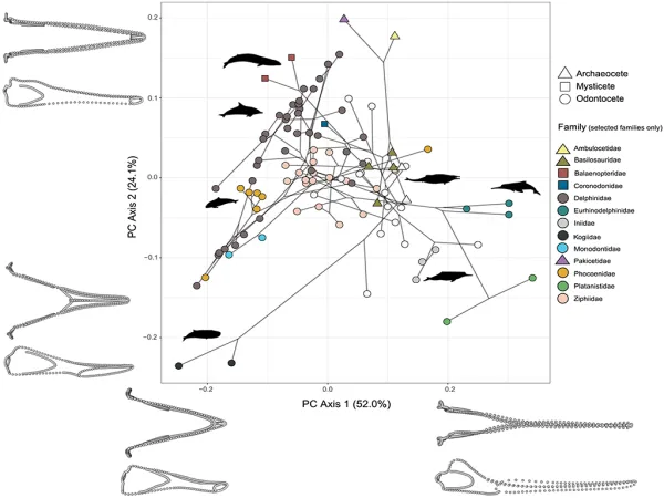 graph for toothed whale jaws