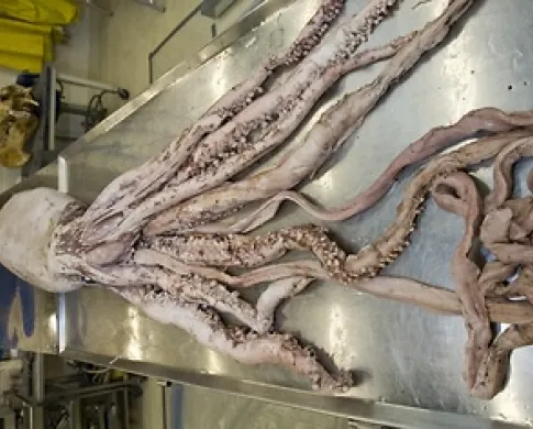 a giant squid lays on a metal table