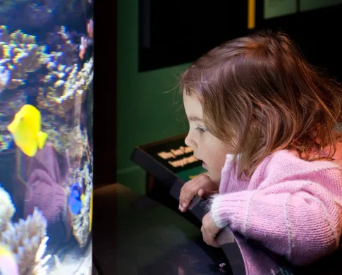 photo of a girl in pink looking at the living coral reef exhibit