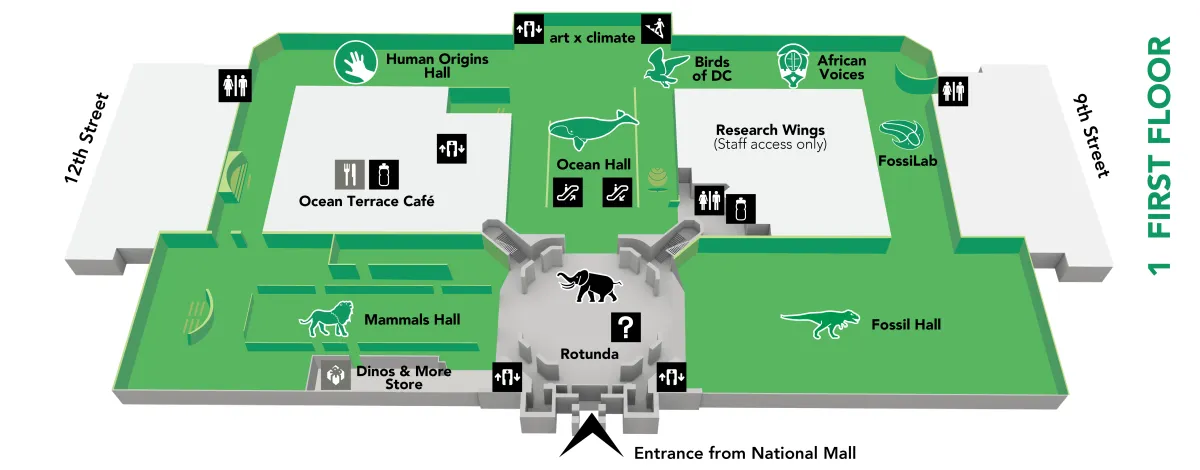 Map of the museum's first floor, which has these exhibits: African Voices, art x climate, Birds of DC, FossiLab, Hall of Fossils – Deep Time, Human Origins, Mammals, Ocean Hall, and Rotunda and African Elephant. More details in the text below.