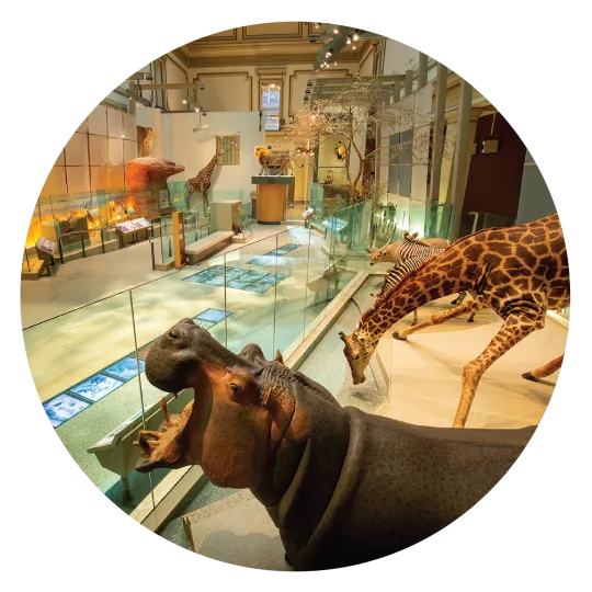 A taxidermy hippo roars and a taxidermy giraffe bends down to drink water in an exhibit case in the Hall of Mammals.