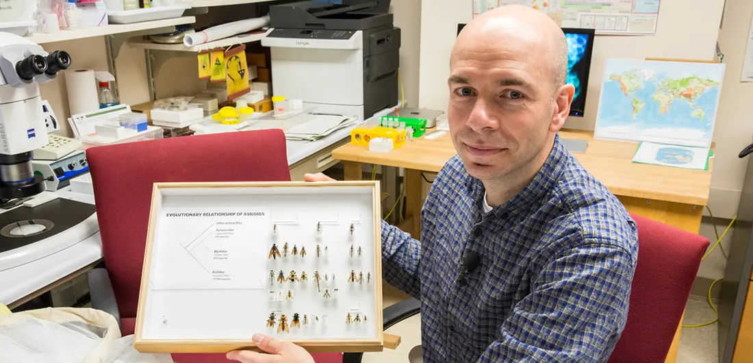 Torsten Dikow, a light-skinned man in a blue checked shirt, sitting at a desk, holding up a case of pinned fly specimens
