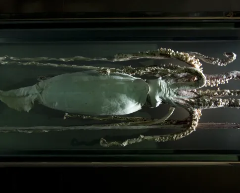 a preserved giant squid