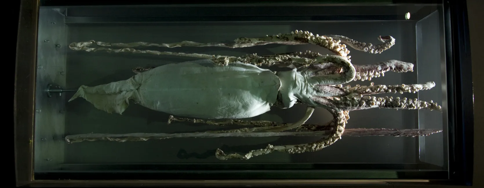 a preserved giant squid