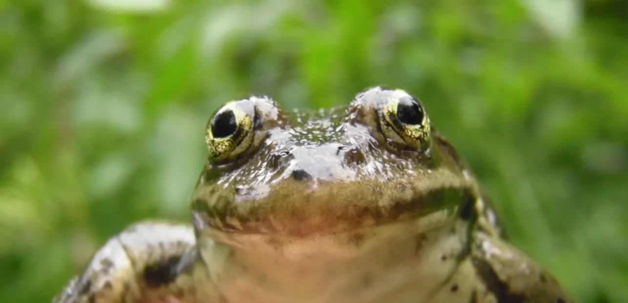The World and Me: Amphibian Week Kickoff Celebration with USGS and Friends!