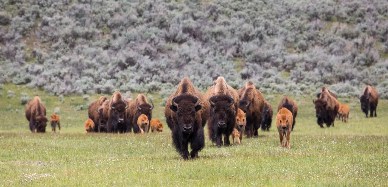 Play Date at NMNH: Animal Spotlight - Bison!