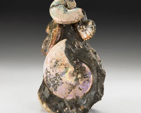 Photo of a specimen with four ammonites