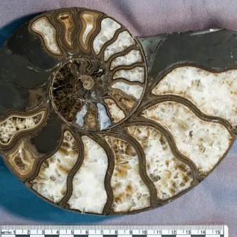 Cross-section of spiral ammonoid shell showing the spiral divided into chambers.
