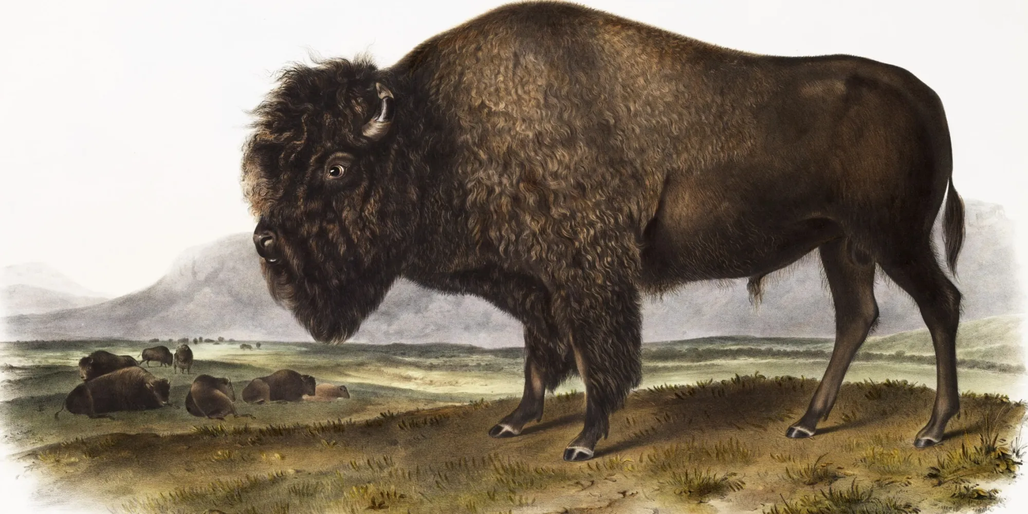 Bison Illustration by Audubon