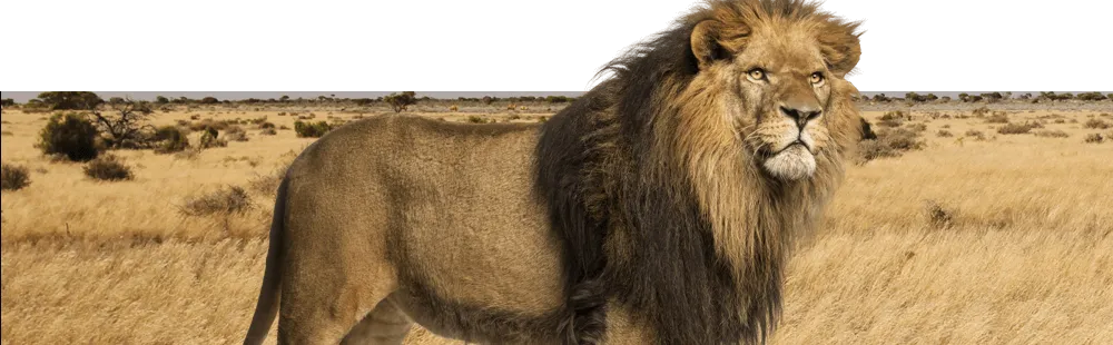 A lion looks off into the distance. 