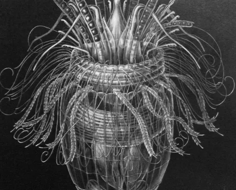 a black and white illustration of a Loriciferan specimen