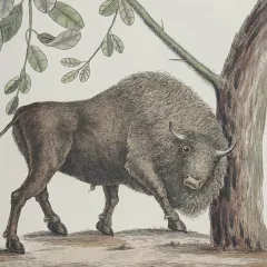 Illustration of a bison with an inaccurate face rubbing up against a tree.