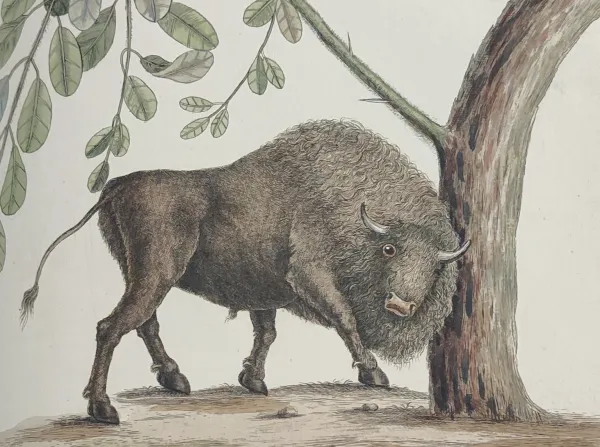 Illustration of a bison with an inaccurate face rubbing up against a tree.