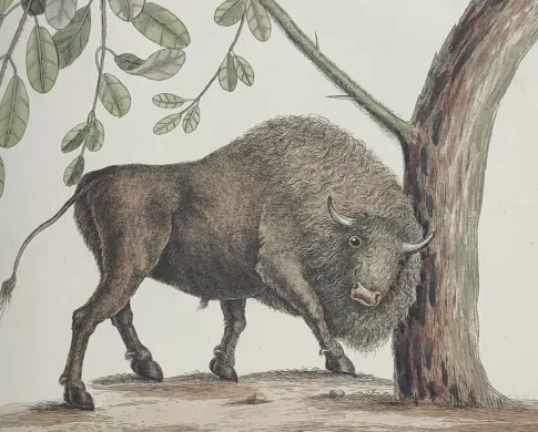 Illustration of a bison with an odd looking face.
