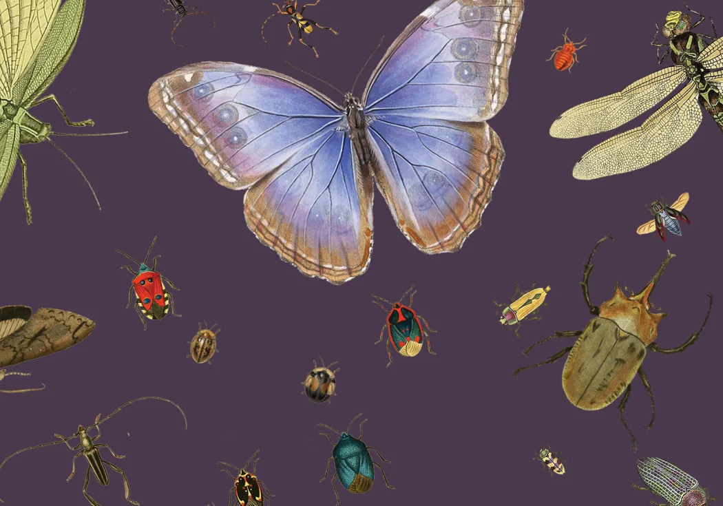 colorful insects blue butterflue and beetles against a dark background