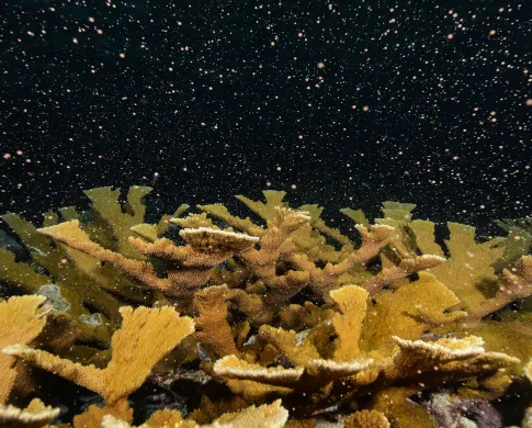 corals spawning at night