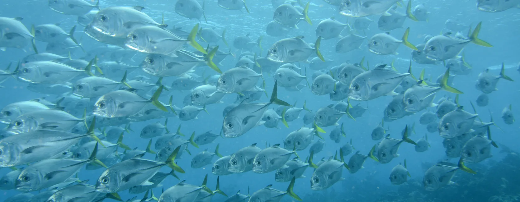 a school of fish