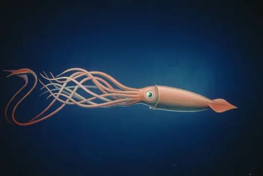 a red giant squid swims through a dark ocean