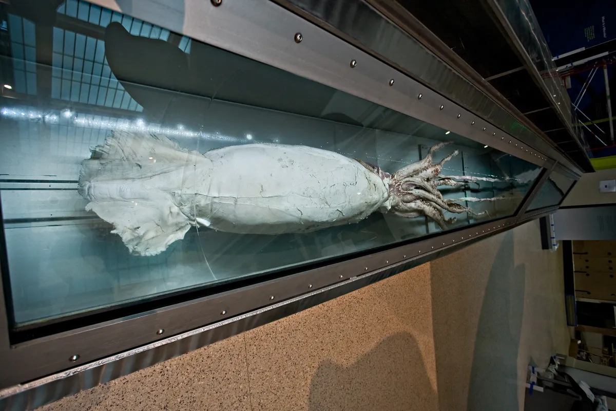 a giant squid specimen
