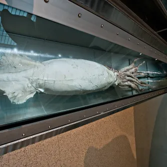 a giant squid specimen