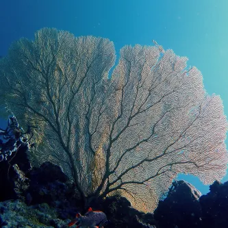 A giant sea fan on a coral reef