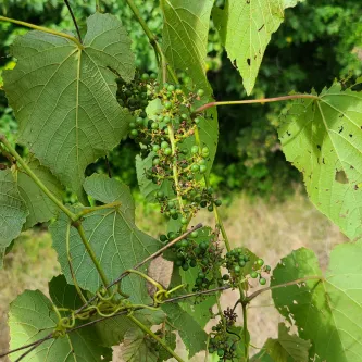 Vine with leaves and grapes