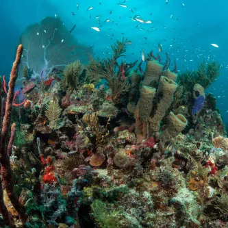 Crowded coral reef