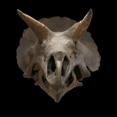 a triceratops skull floats in a black background