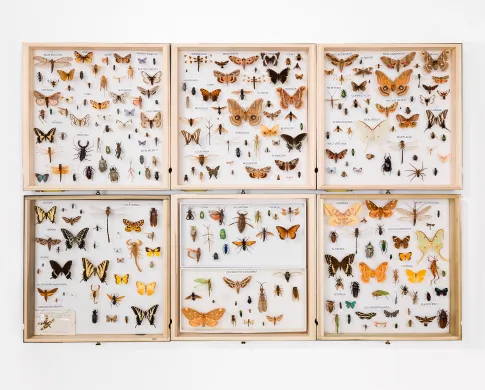 Photo of 320 pinned insect specimens in a display