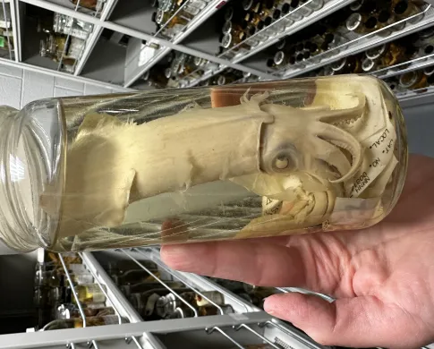 Photo of a squid specimen in a fluid-containing jar