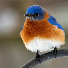 Blue, orange, and white bird perched on a metal bar.