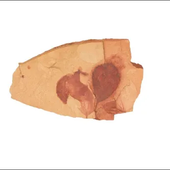 Fragment of fossilized Katsura tree leaf impressions left in rock. USNM Number: NC52119.