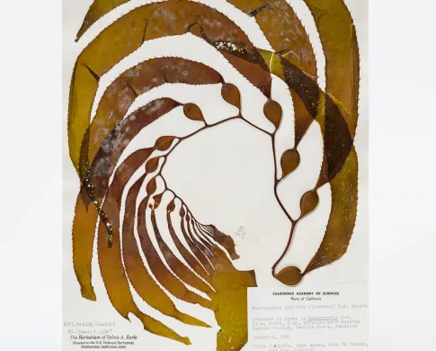 Photo of a kelp specimen