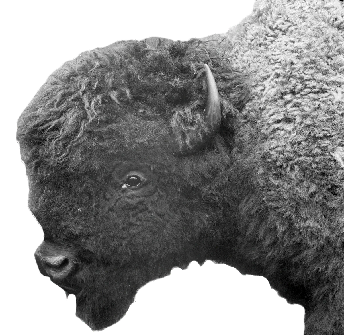Historical photo of the head of a bull bison