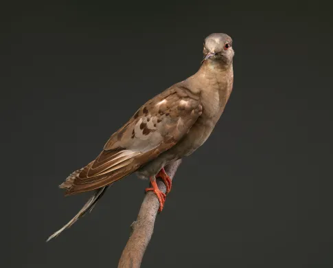 Photo of a passenger pigeon specimen on a branch