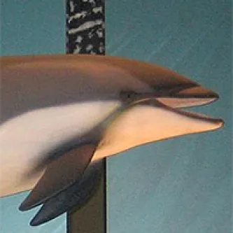 Head and front flippers of an Atlantic white-sided dolphin