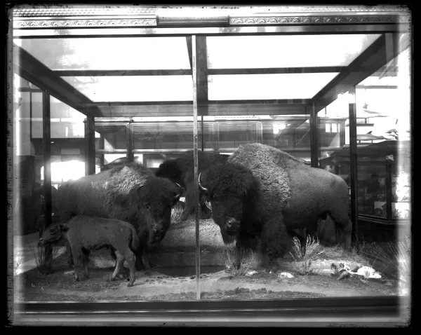 Black and white photo of taxidermy bison in a glass display.
