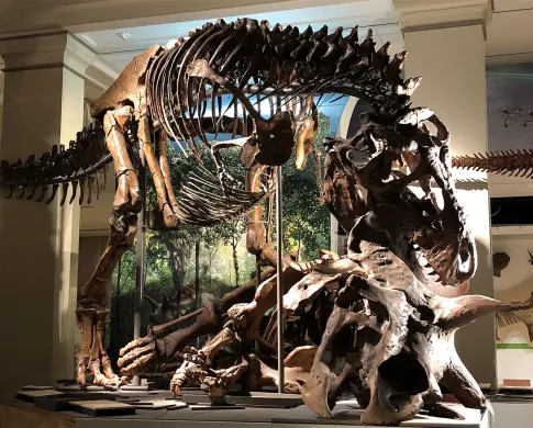 a tyrannosaurus eating a stegosaurus
