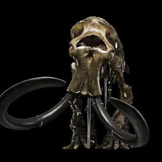 the skeleton of a woolly mammoth