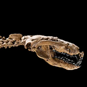 Fossil skull and neck of a Didelphodon vorax.