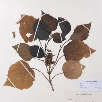 Pressed plant specimen on white paper. The specimen is a thin branch with seven stems coming off it, with brown leaves at the end.